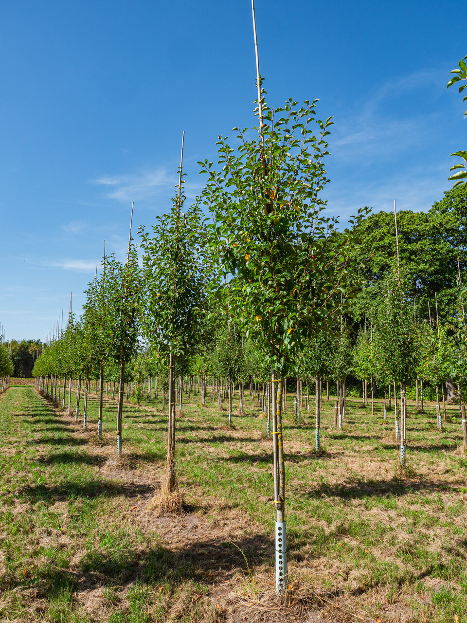 treeページ Malus 'Braendkjaer' - Van den Berk Nurseries